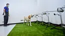 Bobby, anjing pelacak K9 jenis Retriever, mengendus sampel keringat untuk mendeteksi Covid-19 di Fakultas Ilmu Kedokteran Hewan di Universitas Chulalongkorn di Bangkok pada 21 Mei 2021. Tiga dari enam anjing labrador retriever di Thailand berhasil mendeteksi virus corona. (Lillian SUWANRUMPHA/AFP)