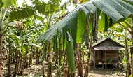 6 Cara Menghilangkan Ulat Penggulung Daun Pisang agar Tanaman Tetap Sehat