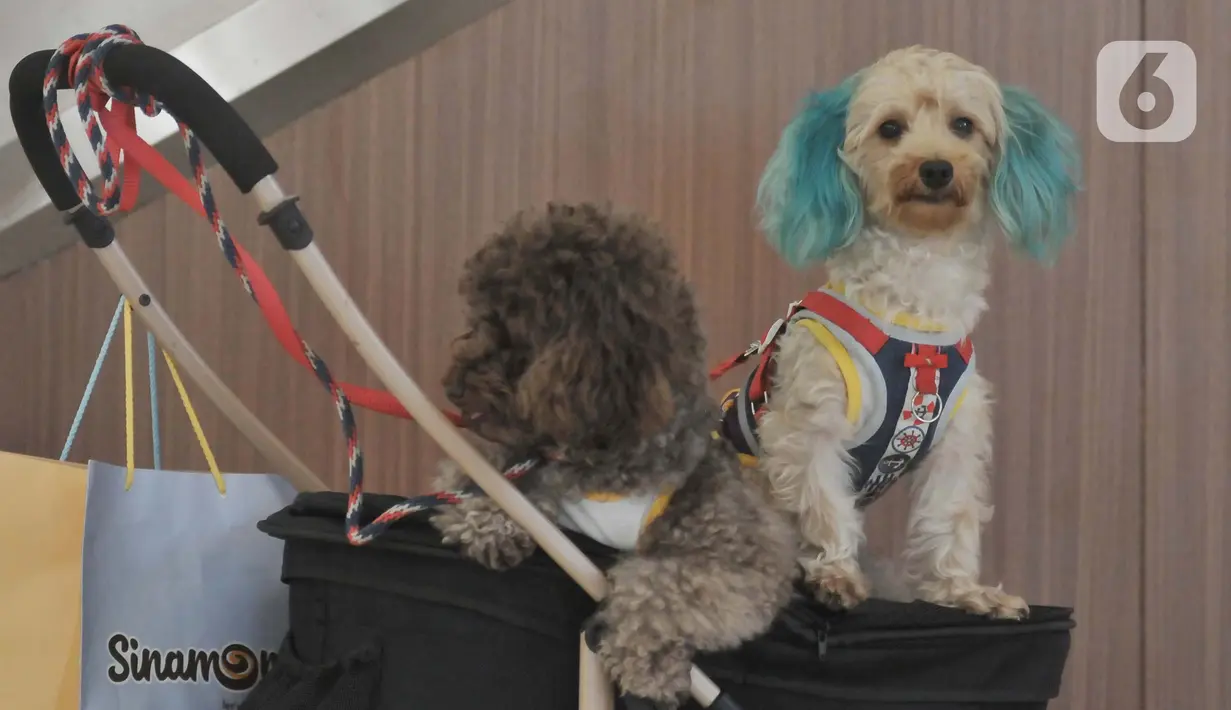 Mereka berparade mengelilingi lobi mal yang diramaikan dengan tenant-tenant bazar yang menjual atau menawarkan berbagai produk untuk anjing dan kucing, seperti makanan, baju serta petshop. (merdeka.com/Imam Buhori)