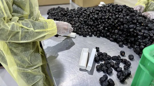 Kurma ajwa produksi Castle Farms di Madinahh