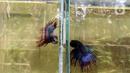 Sejumlah ikan cupang hias dijual di Galeri Simprug Betta Fish, Jakarta, Jumat (7/8/2020). Ikan cupang hias yang dipasarkan melalui platform digital tersebut bahkan belum bisa memenuhi permintaan pasar ekspor untuk Asia dan Eropa. (Liputan6.com/Johan Tallo)
