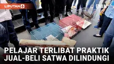 Walah, Remaja 16 Tahun di Cirebon Terlibat Jual-Beli Satwa Dilindungi