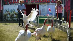 Ayam kalkun bersaing dalam balap Turkey Stampede pada acara tahunan Kern County Fair di Bakersfield, California, Sabtu (30/9). Lomba ini diadakan Nancy dan Gil Riegler setiap mereka mengadakan pameran di seluruh negara bagian di AS. (Mark RALSTON/AFP)
