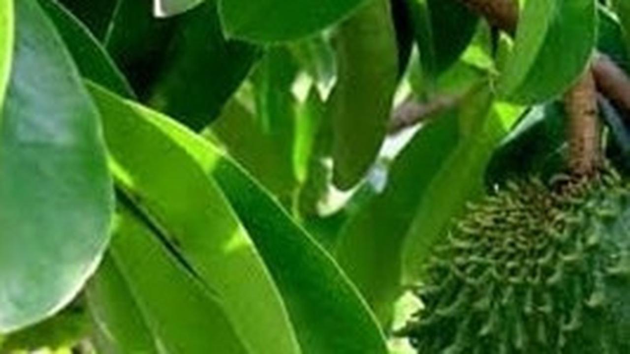 Daun Sirsak Punya Banyak Manfaat Kesehatan, ini Daftarnya