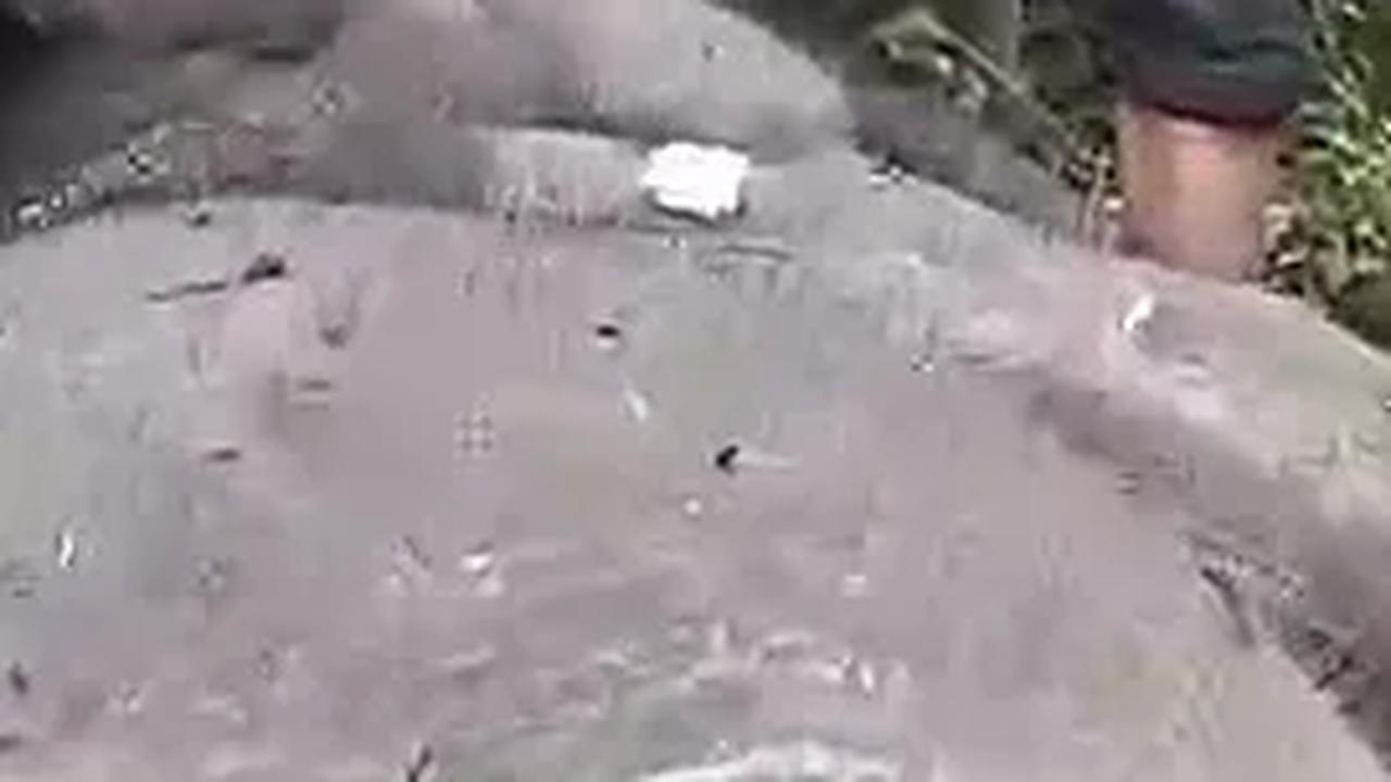 Miris! Anak Gajah Sumatera Mati di Areal Konsesi Akasia Pelalawan, Kaki Putus Kena Jerat Tali