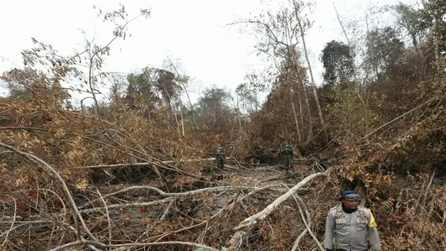 Kebakaran Hutan