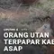 Orang Utan Terpapar Kabut Asap Karhutla