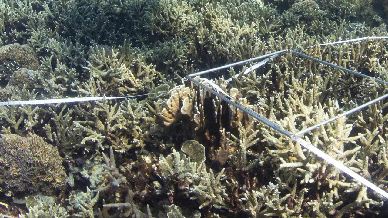 Pulihkan Terumbu Karang Akibat Kapal Kandas, Balai Karimunjawa Gelontorkan Rp3,5 Miliar