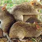 Ilustrasi tikus sawah (CSIRO)