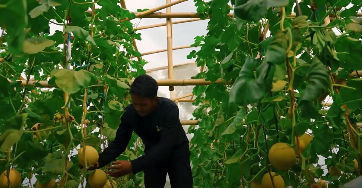 Kebun tani milik PNS, Umam