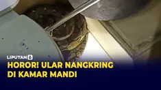 ular sanca
