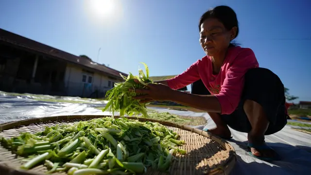 Cara Membuat Kangkung Kering untuk Pakan Ternak (Foto: Reve Art AI)