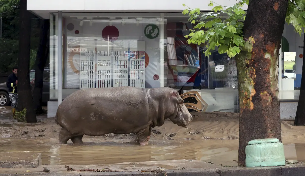 Seekor Kuda Nil tampak berkeliaran di tengah kota di Tbilisi, Georgia, Minggu (14/6/2015). Banjir yang melanda daerah tersebut menyebabkan sejumlah hewan lepas dari kebun binatang. (REUTERS/Beso Gulashvili)