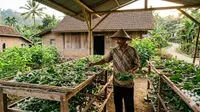 Ternak Ulat Tanpa Kandang Khusus Cocok untuk Pemula, Ini Cara Budidaya Ulat Sutra