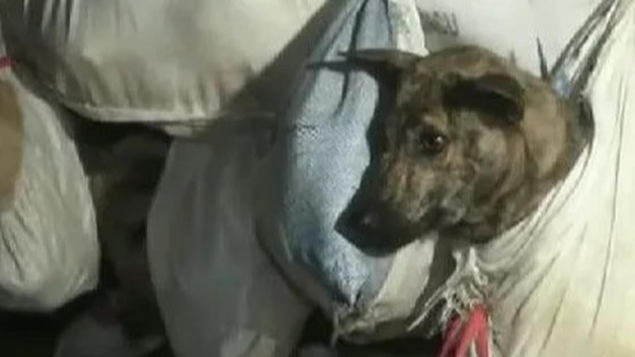 Viral Anjing di Sragen Dikuliti Hidup-Hidup, Begini Penjelasan Polisi