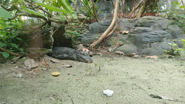 Yangtze Alligator