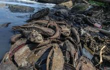 Warga Penangkap Ikan Sapu-Sapu di Kali Pasar Baru: Perkilo Dijual Rp15.000 ke Penampung