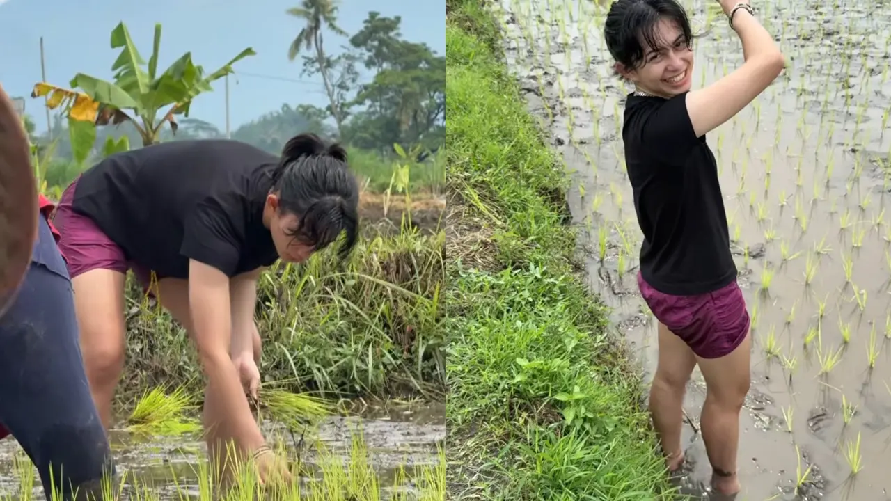Potret Keseruan Sintya Marisca Tanam Padi di Sawah