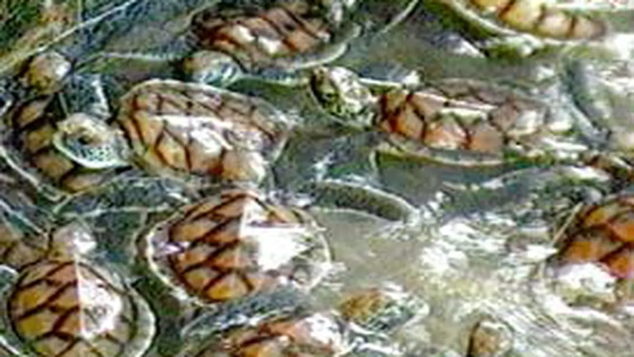 060501cPenyu.jpg