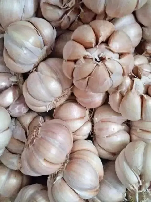 Cara Efektif Agar Opor Ayam yang Sudah Mau Basi Supaya Tetap Aman Dimakan, Hanya Tambah 1 Bahan Saja