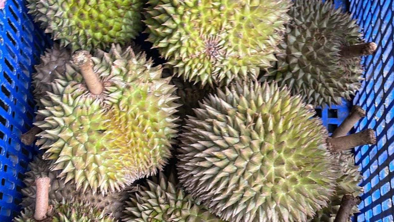 Sentra Durian<br>