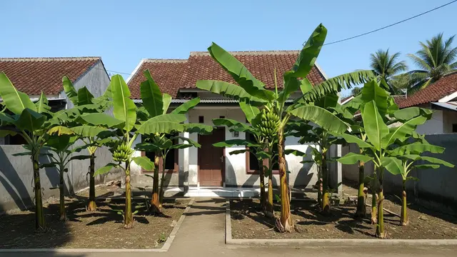 Jenis Pohon Pisang Pendek untuk Lahan Terbatas Model Pisang Kepok Mini