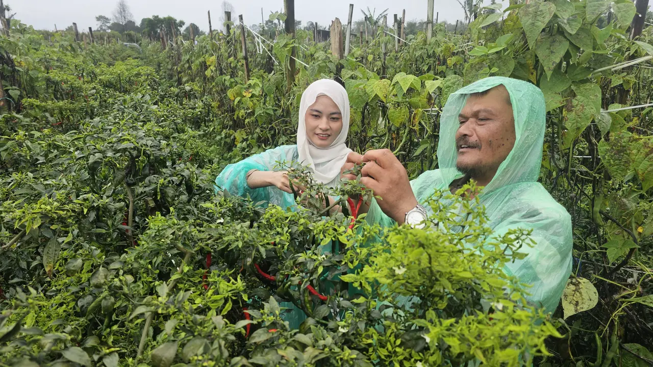 Petani binaan Dompet Dhuafa Terang Sinohaji. (Liputan6.com/Dicky Agung Prihanto)