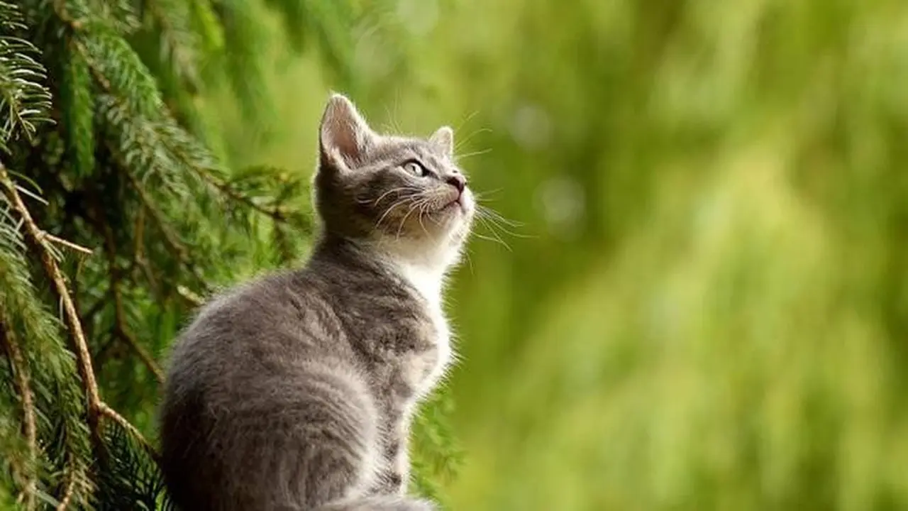 Mulia, Pria Ini Mendedikasikan Hidupnya Untuk Menyelamatkan Kucing