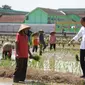 Presiden Jokowi Meninjau Lahan Percepatan Tanam Padi di Pekalongan Rabu (13/12)/Istimewa.