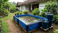 7 Ide Kolam Nila dengan Filter Sederhana untuk Rumah, Hemat dan Mudah Dirawat