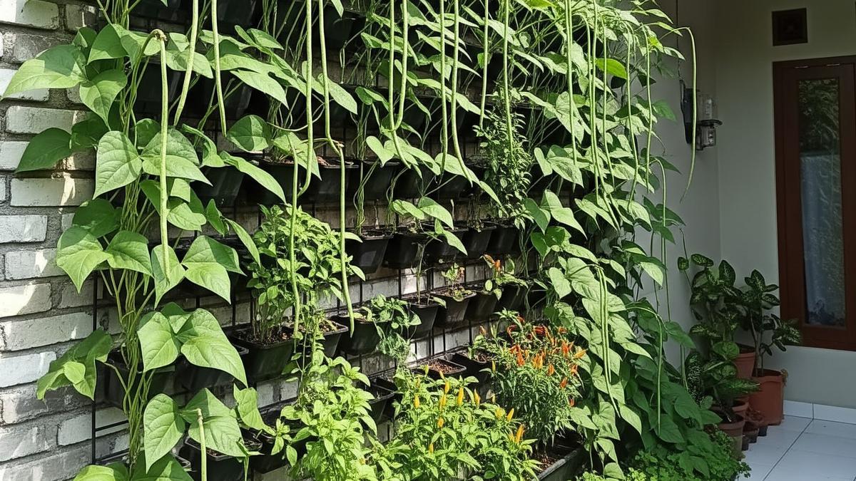 Cara Menanam Kacang Panjang di Tembok, Solusi Efektif Lahan Sempit