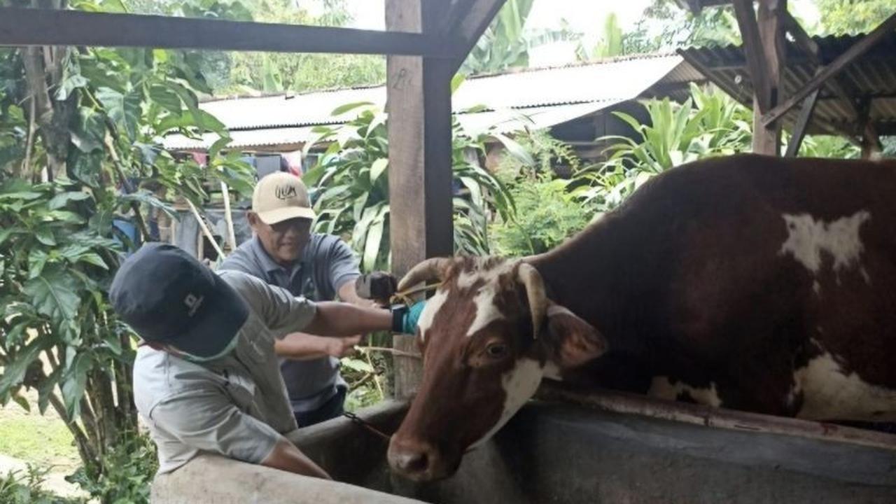 Realisasi Vaksinasi PMK Lampung Capai 61.739 Dosis, Perkuat Ketahanan Ternak Jelang Iduladha 2026