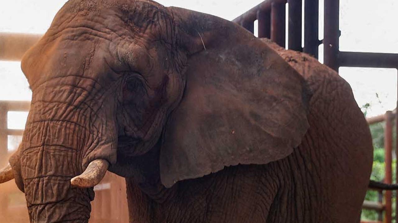 FOTO:  Kisah Pupy Menempuh Jarak 2700 Km untuk Kehidupan Baru di Suaka Gajah Brasil