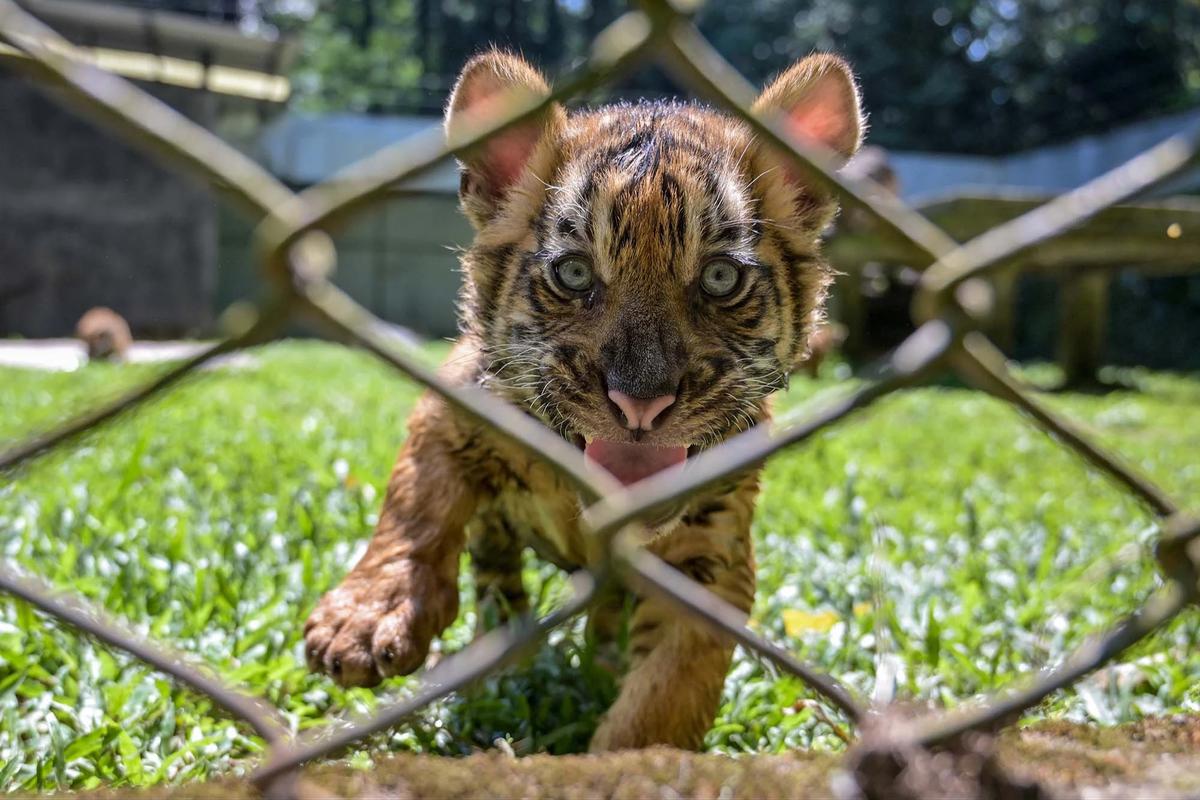 FOTO: Tingkah Menggemaskan Empat Anak Harimau Sumatra di Taman Safari Prigen
