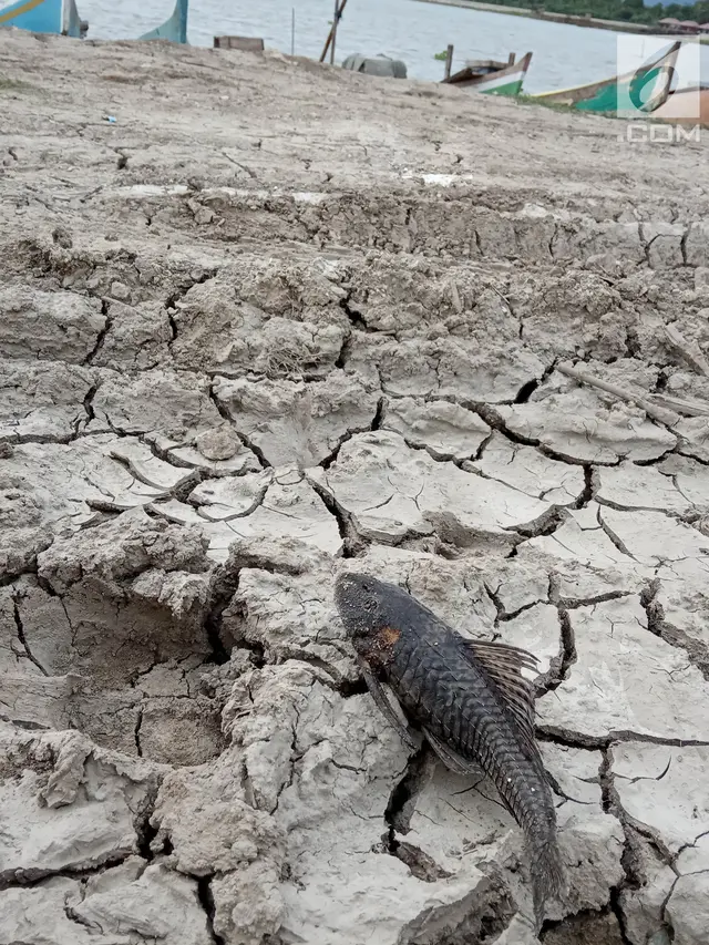 Danau Limboto Dangkal, Ribuan Ekor Ikan Mati
