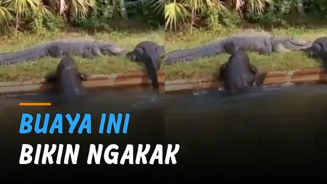 VIDEO: Tidak Bisa Naik Daratan, Aksi Buaya Ini Bikin Ngakak