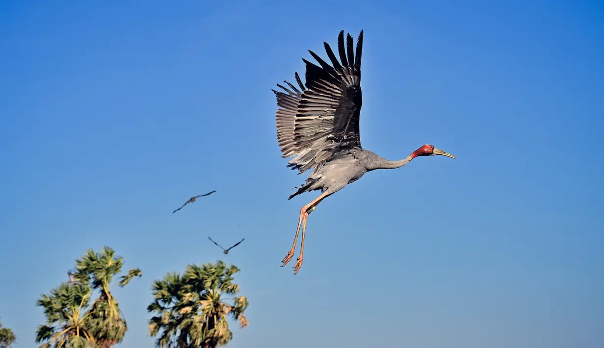 Bangau Sarus Timur yang terbang menjauh setelah dilepasliarkan di waduk Huai Chorakhe Mak, Buriram, Thailand, Minggu (25/12/2022). Fakta unik bangau Sarus ini mereka bisa tumbuh setinggi manusia dewasa. (Lillian SUWANRUMPHA / AFP)