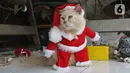 Seekor kucing menggunakan kostum santa claus di rumah industri di Desa Jampang, Kabupaten Bogor, Selasa (8/12/2020). Fredi Lugina Priadi merancang kostum unik untuk kucing seperti baju dokter atau superhero dengan harga yang berkisar dari Rp38 ribu hingga Rp1,5 juta. (Liputan6.com/Herman Zakharia)