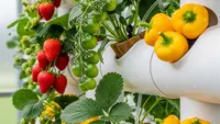 7 Desain Kebun Hidroponik Pipa PVC di Tembok, Solusi Urban Modern untuk Lahan Sempit