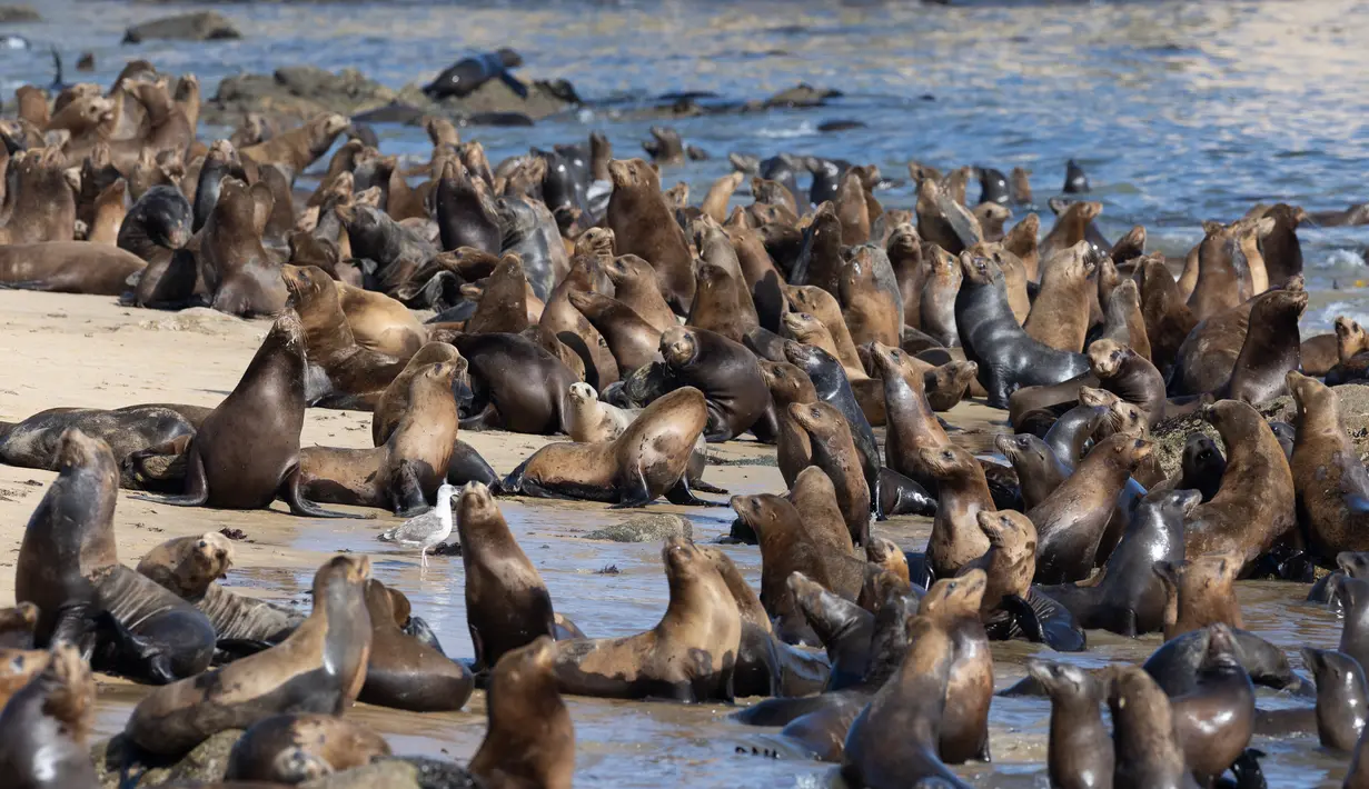 Namun, para singa laut mungkin tertarik dengan kekayaan keanekaragaman pasokan makanan ekosistem. Hampir semua yang berkumpul di pantai adalah laki-laki, katanya. (Benjamin Fanjoy/Getty Images/AFP)