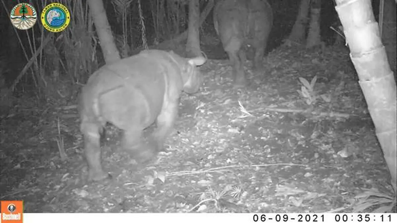 Hadiah HUT ke-76 RI, 2 Anak Badak Jawa Terekam Kamera Pemantau Taman Nasional Ujung Kulon