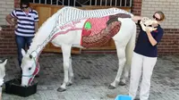 jejak anatomi kuda yang terlukis di kulit luar kuda
