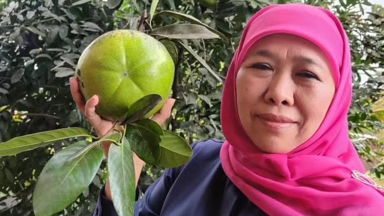 Jika penasaran, Anda dapat menemukan buah yang memiliki cita rasa mirip puding cokelat ini di Kampung Coklat di Desa Plosorejo, Kecamatan Kademangan, Kabupaten Blitar, Jawa Timur.