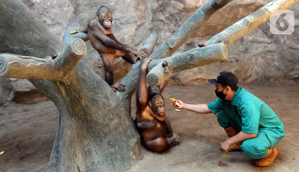 Penjaga kandang memberi makan Orangutan Sumatra (Pongo Abelii) di Taman Margasatwa Ragunan (TMR), Jakarta, Selasa (23/2/2021). Walau masih tutup akibat pendemi COVID-19, pelayanan terhadap satwa di TMR tetap berjalan setiap hari dan sesuai protokol kesehatan. (merdeka.com/Arie Basuki)