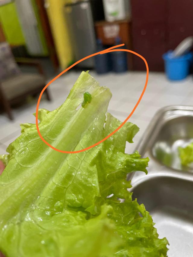 Orang Tua Siswa di Sukabumi Temukan MBG Tak Layak