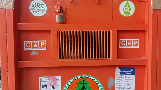 Orangutan Sumatera bernama Jodet