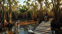 Fungsi Hutan Bakau: Manfaat untuk Laut dan Upaya Pelestariannya