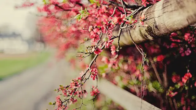 Foto: copyright forwallpaper.com