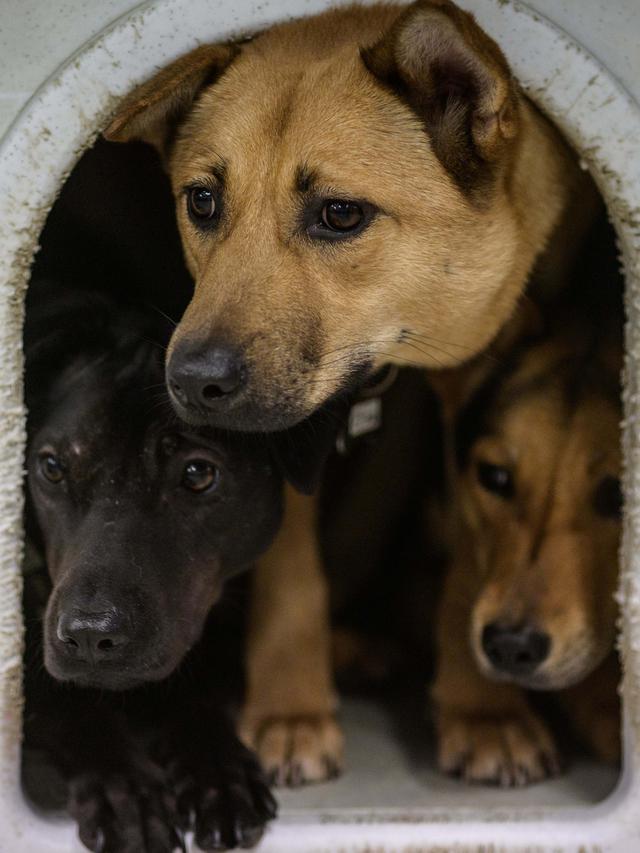 Penyelamatan Anjing Saat Pandemi COVID-19