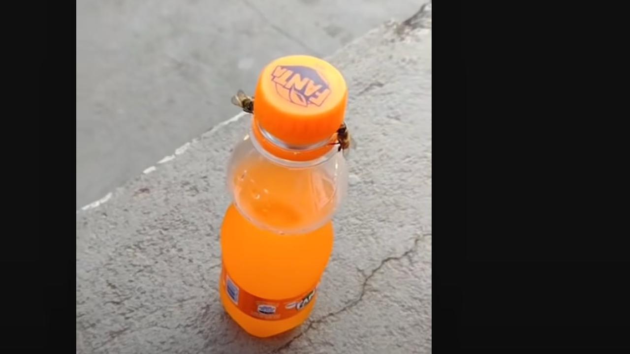 Viral 2 Ekor Lebah Bisa Buka Tutup Botol, Ini Videonya